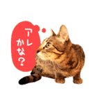 猫写真スタンプ スコ！スコ！キジトラ！（個別スタンプ：20）