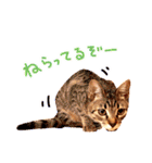 猫写真スタンプ スコ！スコ！キジトラ！（個別スタンプ：21）