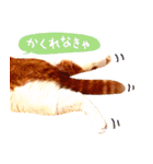 猫写真スタンプ スコ！スコ！キジトラ！（個別スタンプ：22）