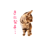 猫写真スタンプ スコ！スコ！キジトラ！（個別スタンプ：23）