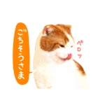 猫写真スタンプ スコ！スコ！キジトラ！（個別スタンプ：24）