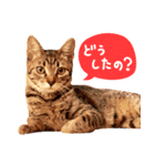 猫写真スタンプ スコ！スコ！キジトラ！（個別スタンプ：26）