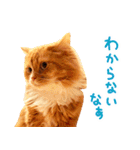 猫写真スタンプ スコ！スコ！キジトラ！（個別スタンプ：27）