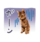 猫写真スタンプ スコ！スコ！キジトラ！（個別スタンプ：29）