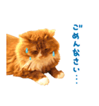 猫写真スタンプ スコ！スコ！キジトラ！（個別スタンプ：30）