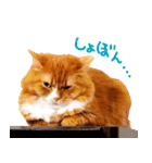 猫写真スタンプ スコ！スコ！キジトラ！（個別スタンプ：31）