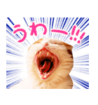 猫写真スタンプ スコ！スコ！キジトラ！（個別スタンプ：32）