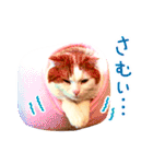 猫写真スタンプ スコ！スコ！キジトラ！（個別スタンプ：33）