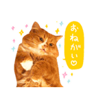 猫写真スタンプ スコ！スコ！キジトラ！（個別スタンプ：34）