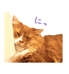 猫写真スタンプ スコ！スコ！キジトラ！（個別スタンプ：35）