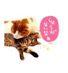 猫写真スタンプ スコ！スコ！キジトラ！（個別スタンプ：36）
