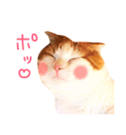 猫写真スタンプ スコ！スコ！キジトラ！（個別スタンプ：37）