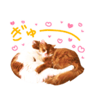 猫写真スタンプ スコ！スコ！キジトラ！（個別スタンプ：38）