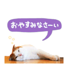 猫写真スタンプ スコ！スコ！キジトラ！（個別スタンプ：39）