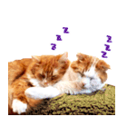 猫写真スタンプ スコ！スコ！キジトラ！（個別スタンプ：40）