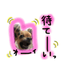 チワワのプリンセス（個別スタンプ：1）