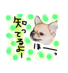 チワワのプリンセス（個別スタンプ：9）