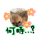 チワワのプリンセス（個別スタンプ：17）