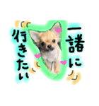 チワワのプリンセス（個別スタンプ：20）