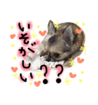チワワのプリンセス（個別スタンプ：21）