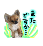 チワワのプリンセス（個別スタンプ：23）