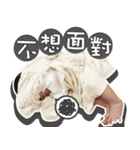 Xiao Jie daily（個別スタンプ：13）