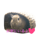 ウサギのラブの写メ（個別スタンプ：3）
