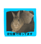 ウサギのラブの写メ（個別スタンプ：6）
