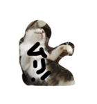 my lovely cat 2（個別スタンプ：1）