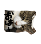 my lovely cat 2（個別スタンプ：3）