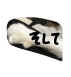my lovely cat 2（個別スタンプ：5）