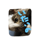 my lovely cat 2（個別スタンプ：8）