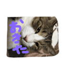 my lovely cat 2（個別スタンプ：9）
