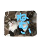 my lovely cat 2（個別スタンプ：10）