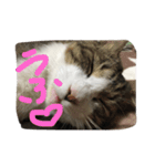 my lovely cat 2（個別スタンプ：11）