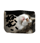my lovely cat 2（個別スタンプ：13）