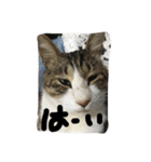 my lovely cat 2（個別スタンプ：14）
