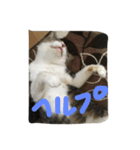 my lovely cat 2（個別スタンプ：15）