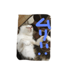 my lovely cat 2（個別スタンプ：16）