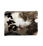 my lovely cat 2（個別スタンプ：18）
