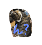 my lovely cat 2（個別スタンプ：21）