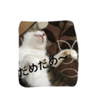 my lovely cat 2（個別スタンプ：22）