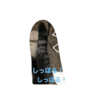 my lovely cat 2（個別スタンプ：24）