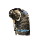 my lovely cat 2（個別スタンプ：26）