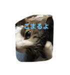 my lovely cat 2（個別スタンプ：27）