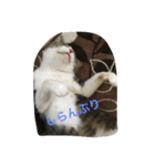 my lovely cat 2（個別スタンプ：29）