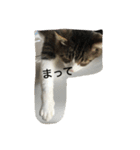 my lovely cat 2（個別スタンプ：30）