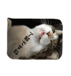 my lovely cat 2（個別スタンプ：31）