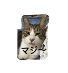 my lovely cat 2（個別スタンプ：33）