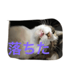 my lovely cat 2（個別スタンプ：36）